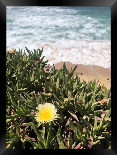 Yellow succulent flower with waves in the background Framed Print by Lensw0rld 