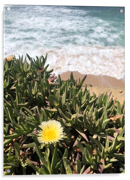 Yellow succulent flower with waves in the background Acrylic by Lensw0rld 