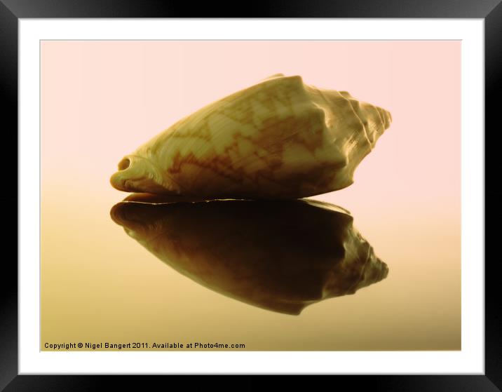 Conch Shell Framed Mounted Print by Nigel Bangert