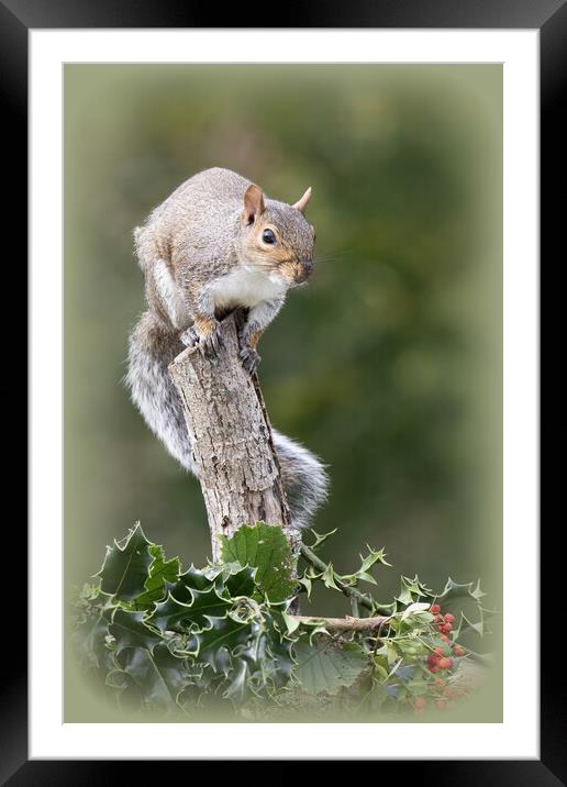 Grey Squirrel eating red berries Framed Mounted Print by kathy white
