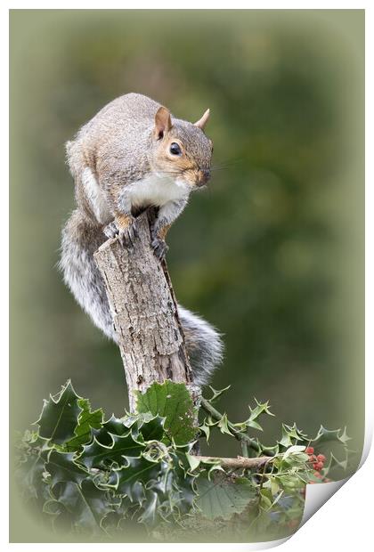 Grey Squirrel eating red berries Print by kathy white