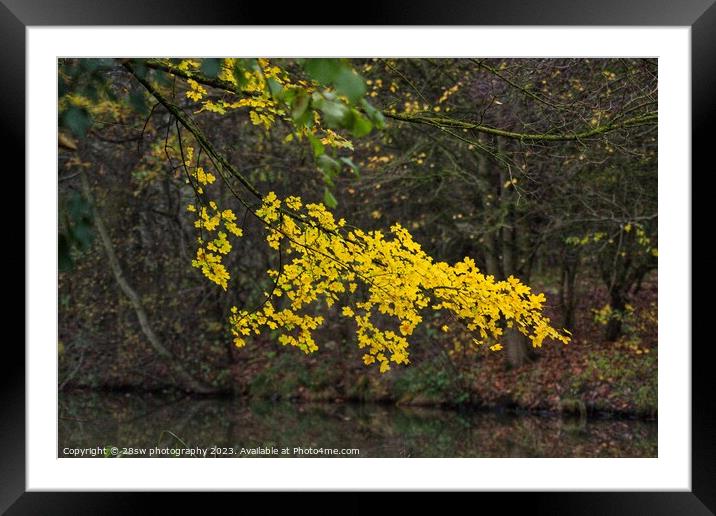 The Autumn Overhang. Framed Mounted Print by 28sw photography
