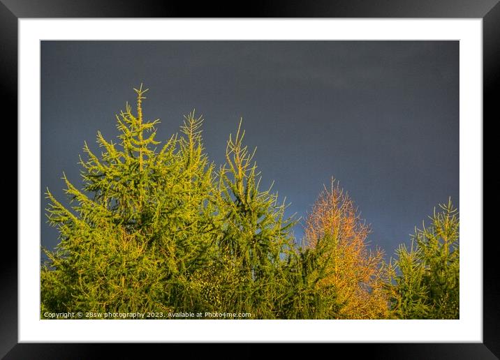 Trees of Change. Framed Mounted Print by 28sw photography