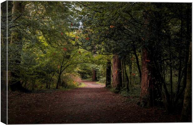 A woodland path Canvas Print by Leighton Collins