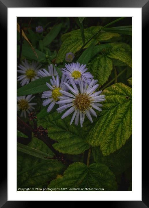 Hidden in Beauty. Framed Mounted Print by 28sw photography