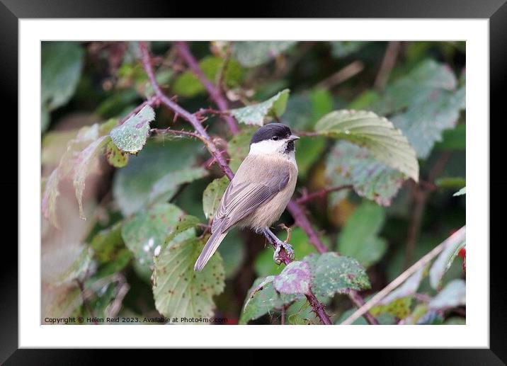 Willow Tit bird perched on a bramble branch Framed Mounted Print by Helen Reid