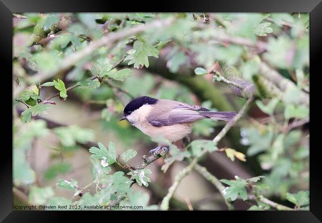 Willow Tit bird perched on a branch Framed Print by Helen Reid