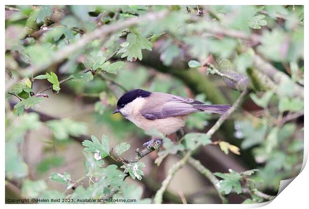 Willow Tit bird perched on a branch Print by Helen Reid