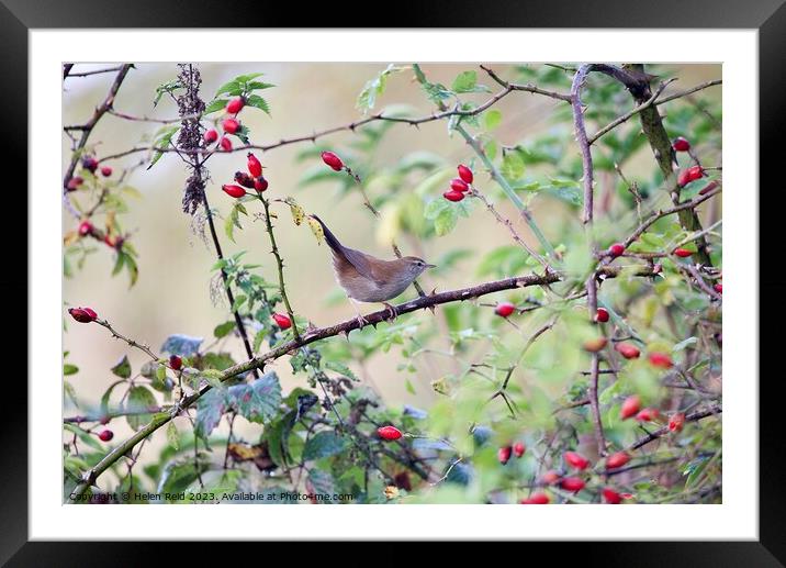 Cetti’s warbler bird perched amongst Autumn berries Framed Mounted Print by Helen Reid