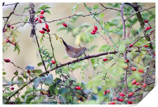 Cetti’s warbler bird perched amongst Autumn berries Print by Helen Reid