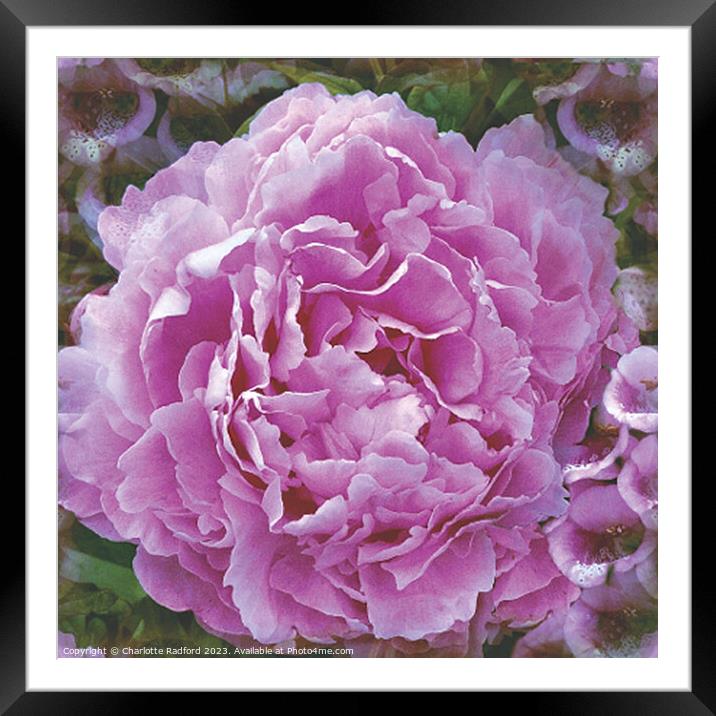 Peony Perfect Framed Mounted Print by Charlotte Radford