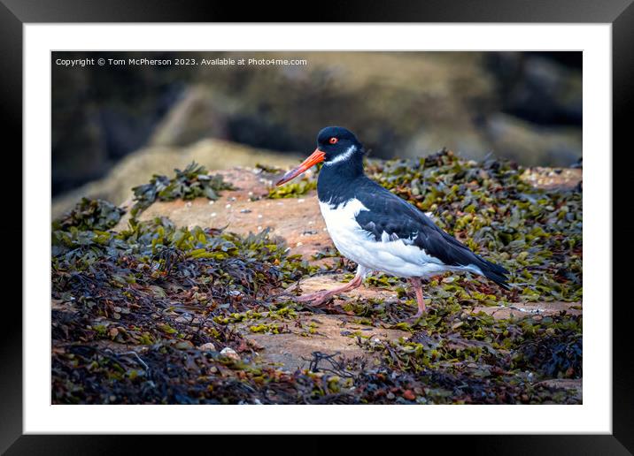 Oystercatcher Framed Mounted Print by Tom McPherson