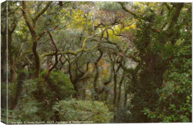 Enchanted Woods Canvas Print by Andy Durnin
