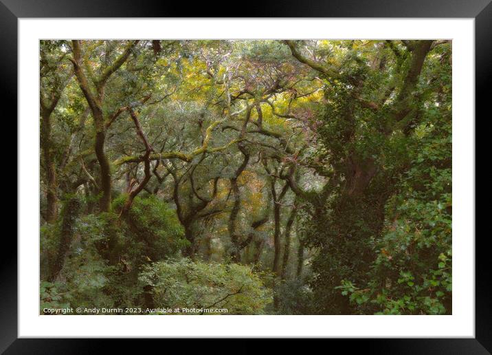 Enchanted Woods Framed Mounted Print by Andy Durnin