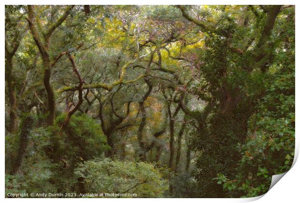 Enchanted Woods Print by Andy Durnin