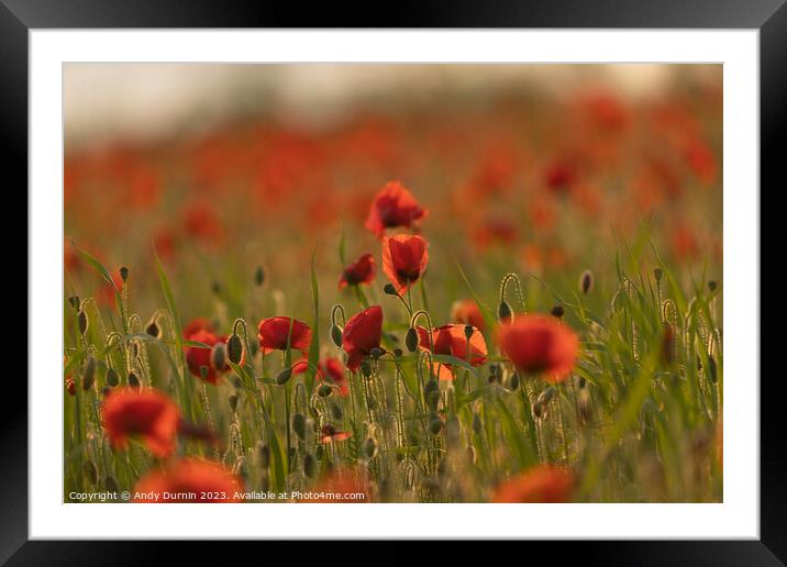 Poppies at Polly Joke Framed Mounted Print by Andy Durnin