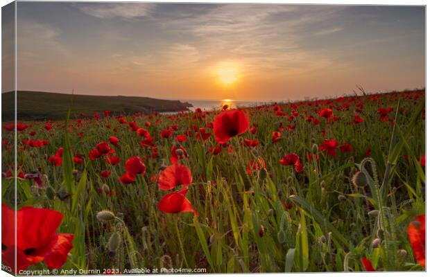 Poppies at Sunset Canvas Print by Andy Durnin