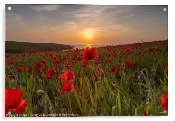 Poppies at Sunset Acrylic by Andy Durnin