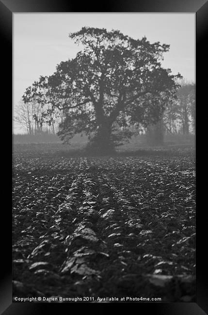 Misty Tree Framed Print by Darren Burroughs