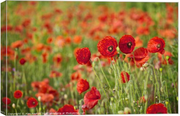 Poppies opening in the sun Canvas Print by Alan Payton