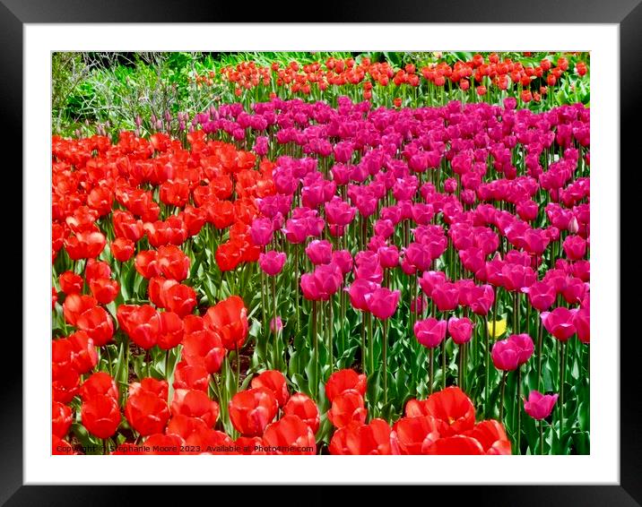 Red and purple tulips Framed Mounted Print by Stephanie Moore