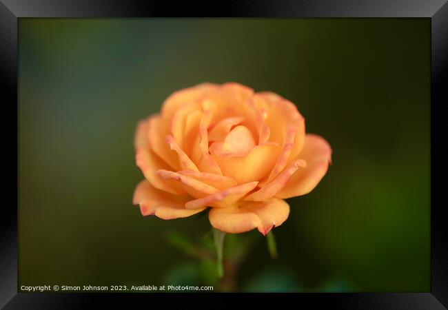 Orange rose with soft focus  Framed Print by Simon Johnson