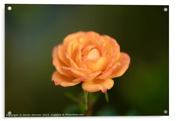 Orange rose with soft focus  Acrylic by Simon Johnson