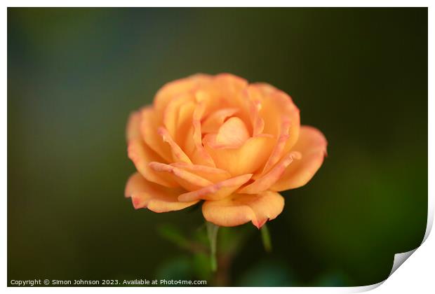 Orange rose with soft focus  Print by Simon Johnson