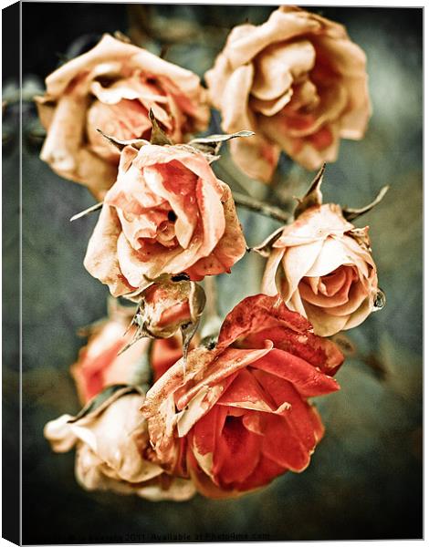 roses were red Canvas Print by Jo Beerens