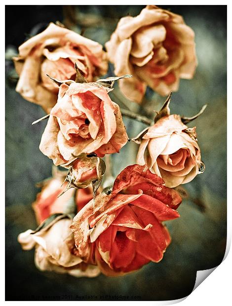 roses were red Print by Jo Beerens