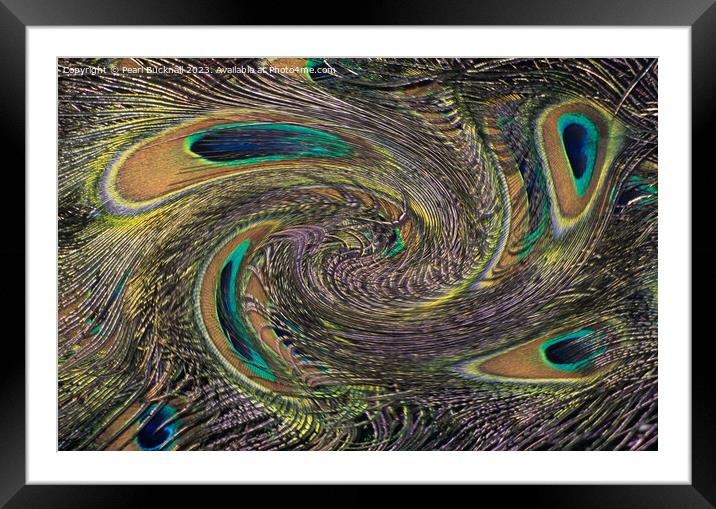 Peackock Eyes in a Twirl Abstract Framed Mounted Print by Pearl Bucknall