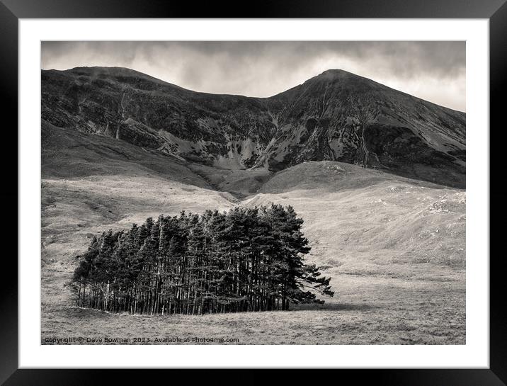 Torridon Trees Framed Mounted Print by Dave Bowman