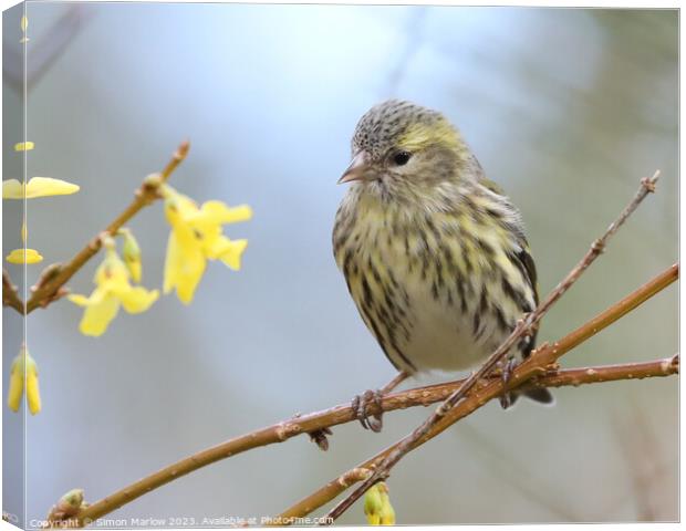 Young Siskin perched on a branch  Canvas Print by Simon Marlow