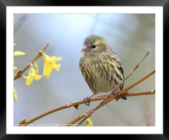 Young Siskin perched on a branch  Framed Mounted Print by Simon Marlow