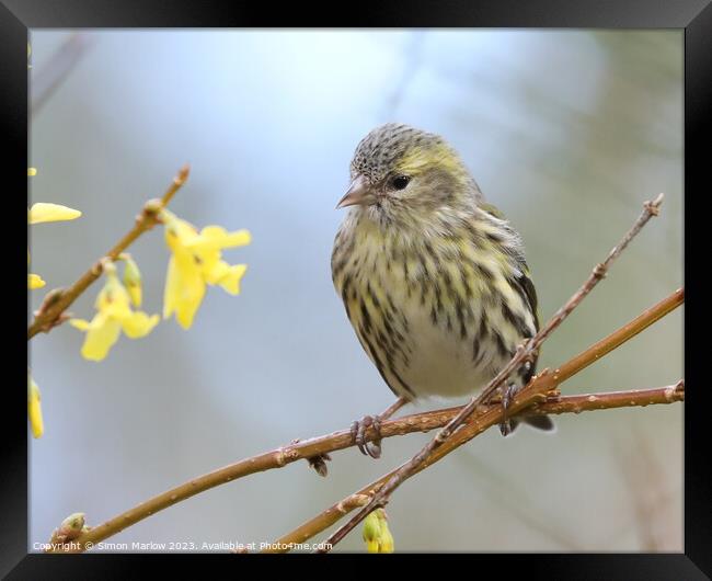 Young Siskin perched on a branch  Framed Print by Simon Marlow