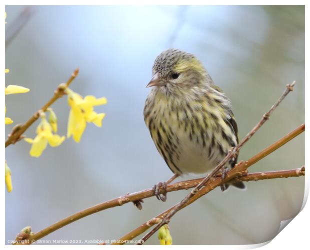 Young Siskin perched on a branch  Print by Simon Marlow