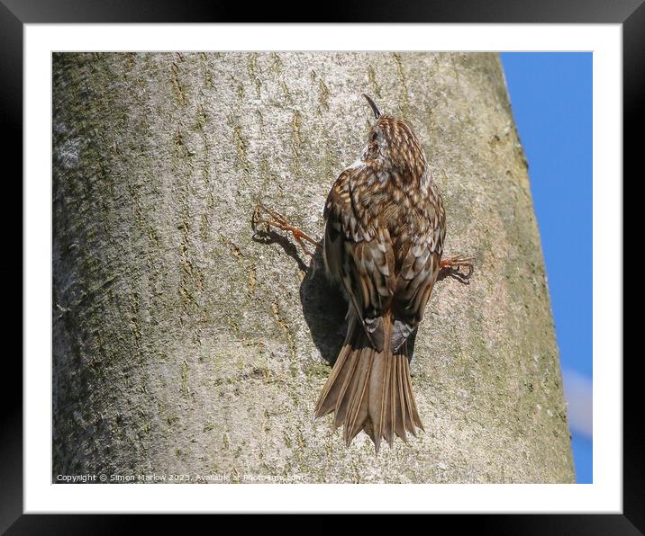 Treecreeper clinging to a tree Framed Mounted Print by Simon Marlow