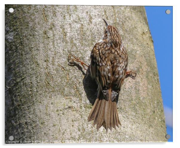 Treecreeper clinging to a tree Acrylic by Simon Marlow