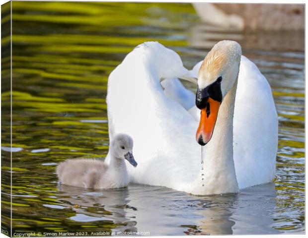 Beautiful Swan and Cygnet Canvas Print by Simon Marlow