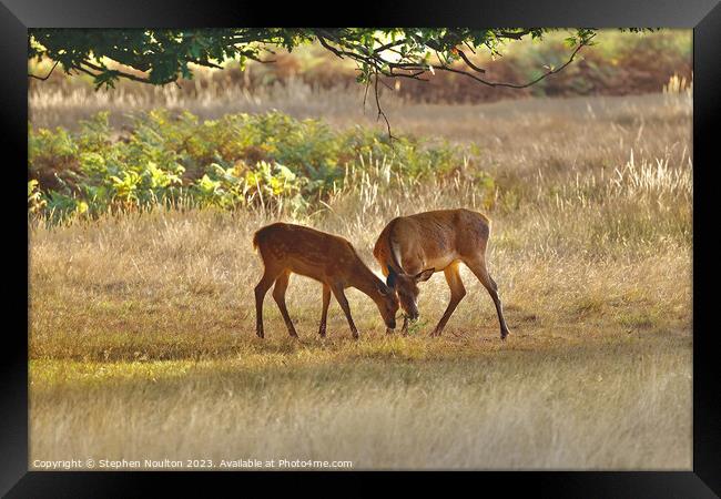 Two Friends (Red Deer and Fallow Deer) Framed Print by Stephen Noulton