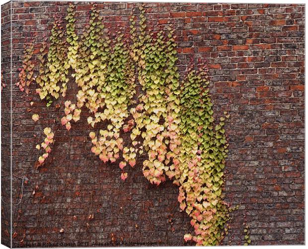 Ivy Wall Canvas Print by Robert Gipson