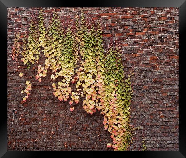 Ivy Wall Framed Print by Robert Gipson