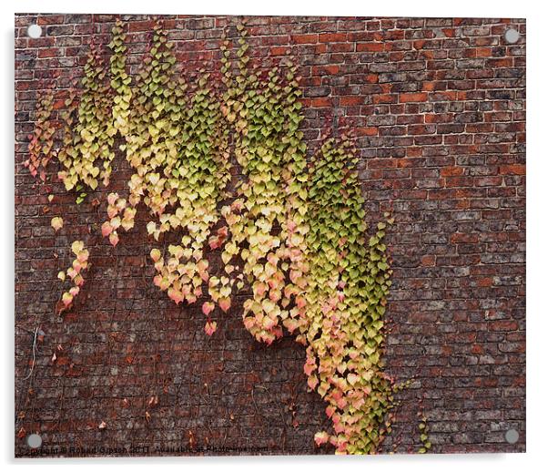 Ivy Wall Acrylic by Robert Gipson