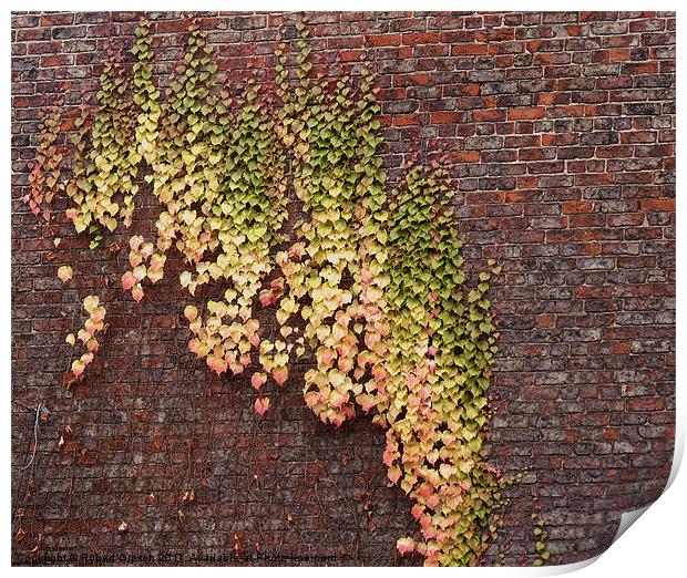 Ivy Wall Print by Robert Gipson