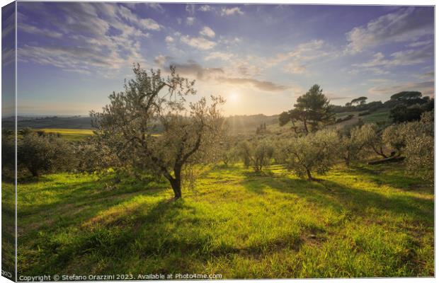 Olive grove in Alta Maremma. Maremma, Tuscany Canvas Print by Stefano Orazzini