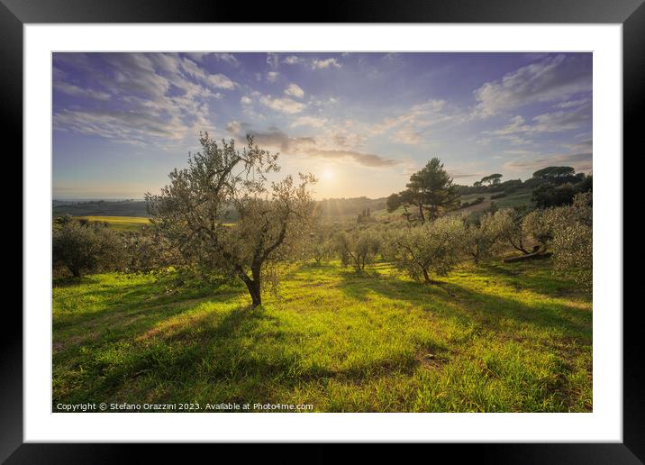 Olive grove in Alta Maremma. Maremma, Tuscany Framed Mounted Print by Stefano Orazzini