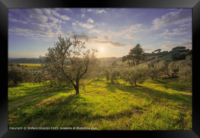Olive grove in Alta Maremma. Maremma, Tuscany Framed Print by Stefano Orazzini