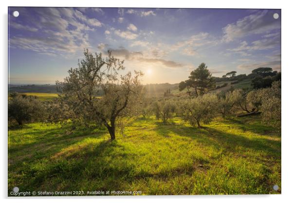 Olive grove in Alta Maremma. Maremma, Tuscany Acrylic by Stefano Orazzini