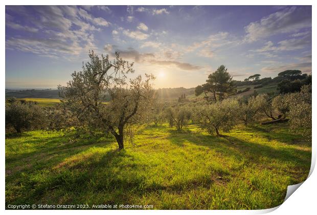 Olive grove in Alta Maremma. Maremma, Tuscany Print by Stefano Orazzini