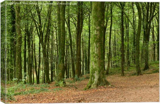 Close up View of Trees in Fforest Fawr Cardiff in October Canvas Print by Nick Jenkins